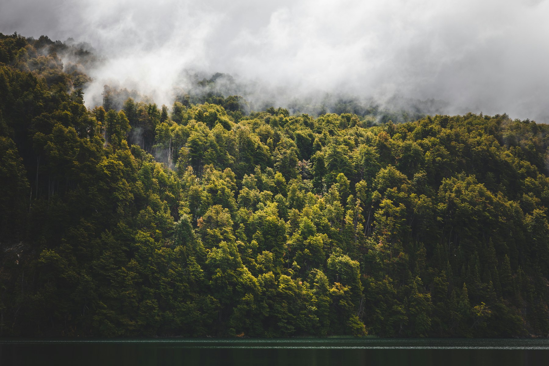 Andean forest and fog near Bariloche